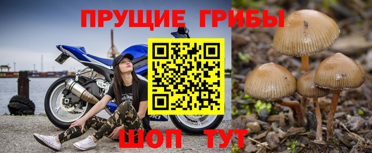 Искитим  Псилоцибиновые грибы мухоморы  Вход с VPN 